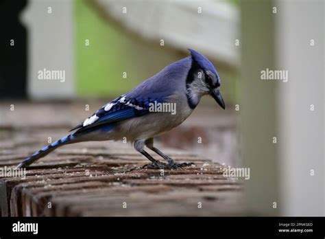 bird seed for blue jays