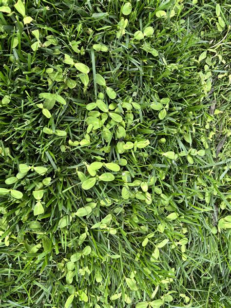 Bird Seed Sprouting Grass