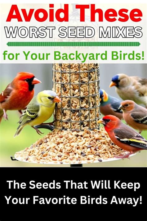 Bird Seed To Avoid