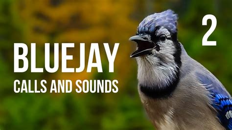 bird sounds blue jay