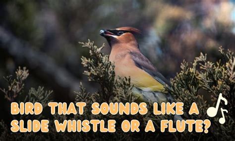 bird that sounds like a slide whistle