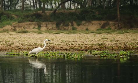 bird watching Chitwan