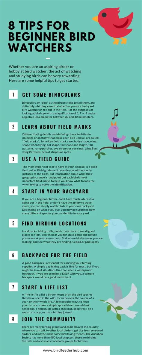 bird watching tips