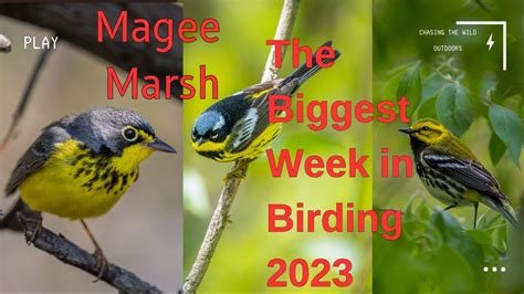Bird Week Magee Marsh