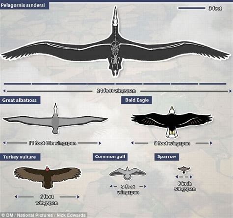 Bird With Largest Wingspan