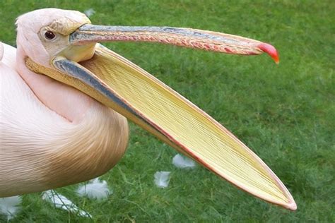 Bird With Strainer Beak