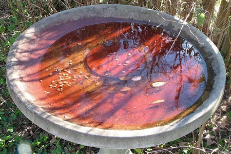 Birdbath Algae