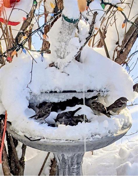 Birdbath In Winter