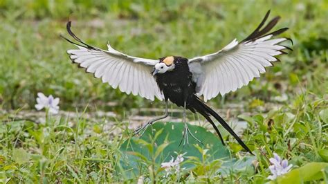 birding tours from uk to thailand