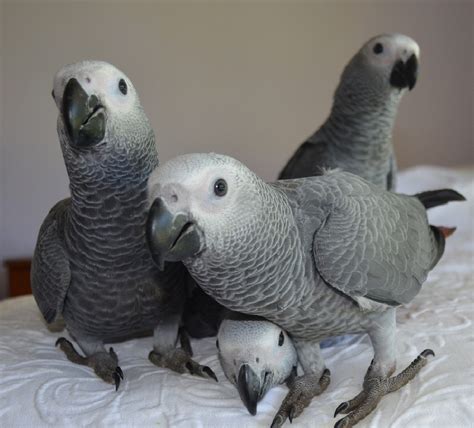 African Grey Parrot Birds For Sale Orange County, CA 317068