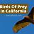 birds of prey california