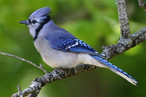 birds blue jays facts