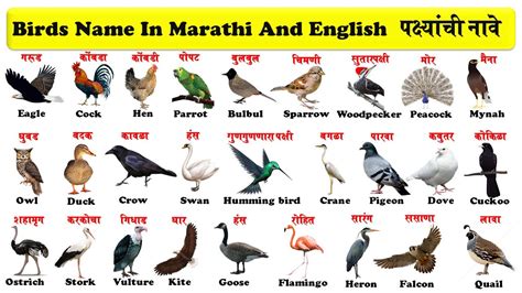 birds name in marathi