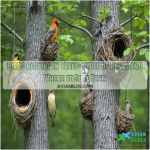 Birds Nesting In Trees Is An Example Of A Niche