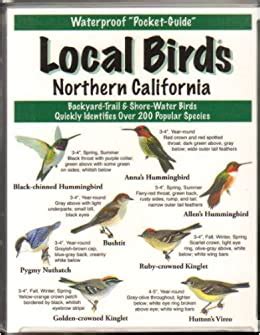 Discover the Majestic Birds of Northern California: A Guidebook for Nature Enthusiasts