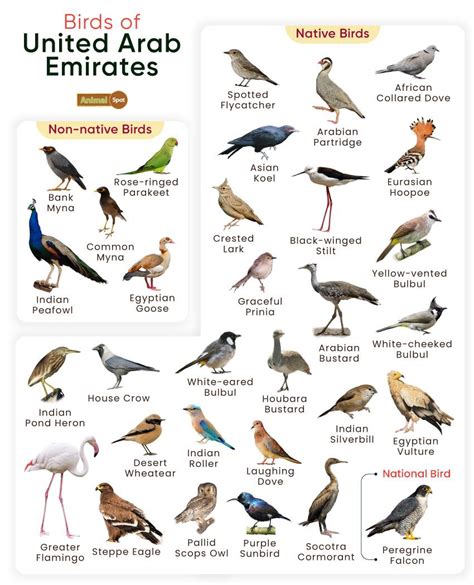 birds of the uae