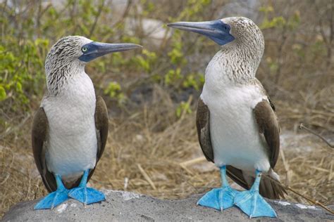 birds on the galapagos islands