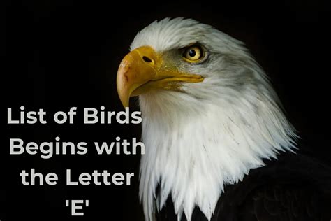 Birds Start With E