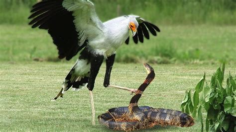 Learn 6 Details birds that kill snakes Serpent Slayer Secrets