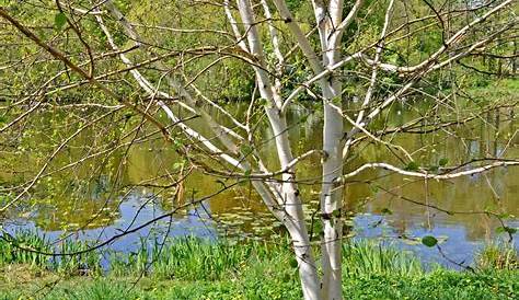 Birke wächst in den Himmel | Unsere Birke im Garten wächst u… | Flickr