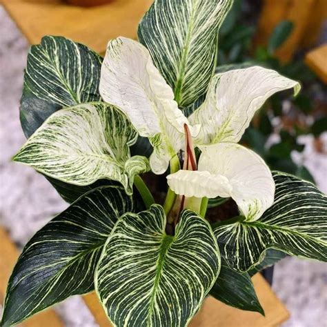 The Magical Benefits Of Birkin Plant