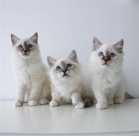 birman cat breeders near me