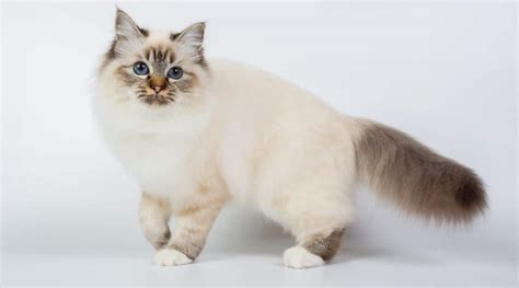 birman cat traits