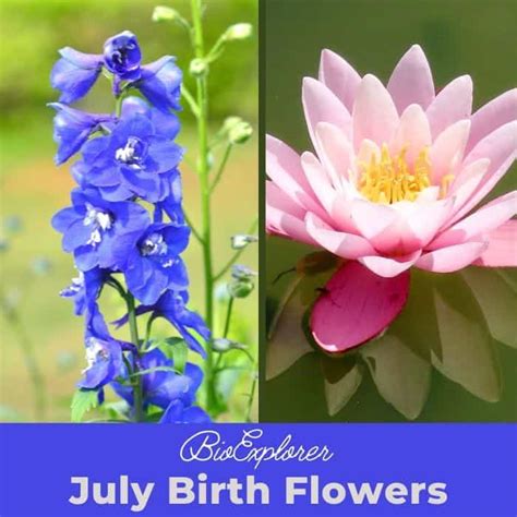 birth flower for july