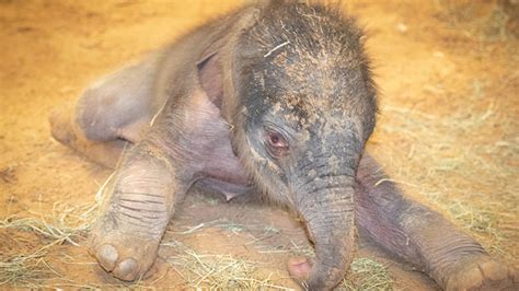 birth of baby elephant video