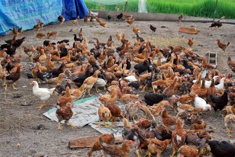 Bisnis Ayam Kampung Yang Menjanjikan