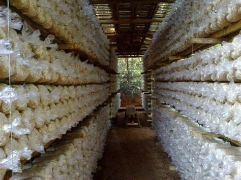 Meraup Omzet Tinggi dengan Bisnis Jamur Tiram Agrozine