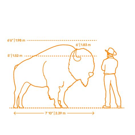 Bison Actual Size