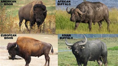 What is the plural for bison? Pet Store Animals