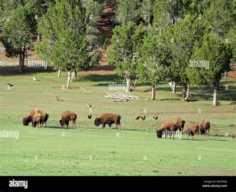Bison Ranch Utah