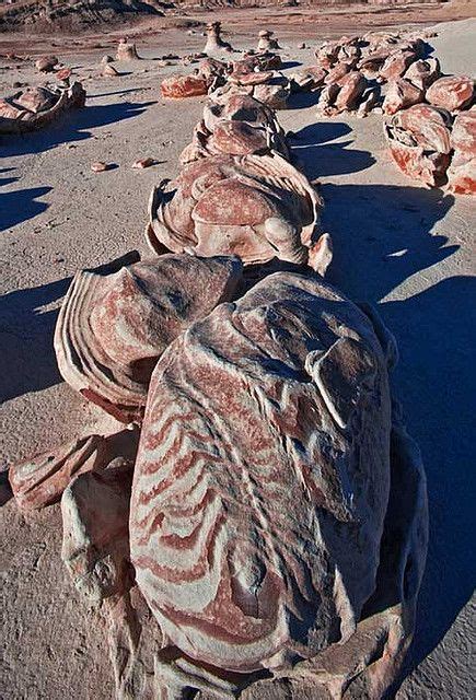 bisti badlands cracked fossils