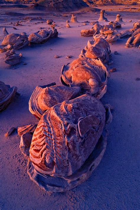 bisti badlands dinosaur eggs