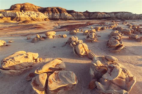 bisti fossil forest new mexico