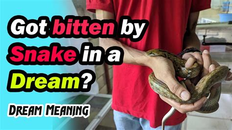 Getting bit by a snake in a dream Lauri Loewenberg Dream Expert