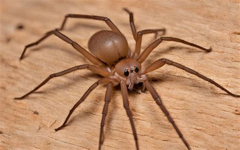 What Happens When You're Bit by a Brown Recluse Spider: Symptoms, Treatment, and Prevention Tips