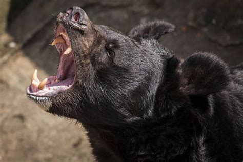 bite force of a black bear