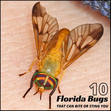 7 Things biting stinging bugs in florida you must know about pests