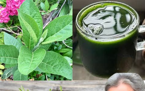 Bitter Leaf Juice Uses