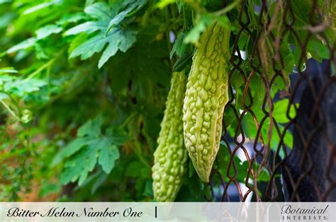 Bitter Melon Quinine