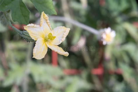 Bitter Squash Blossoms