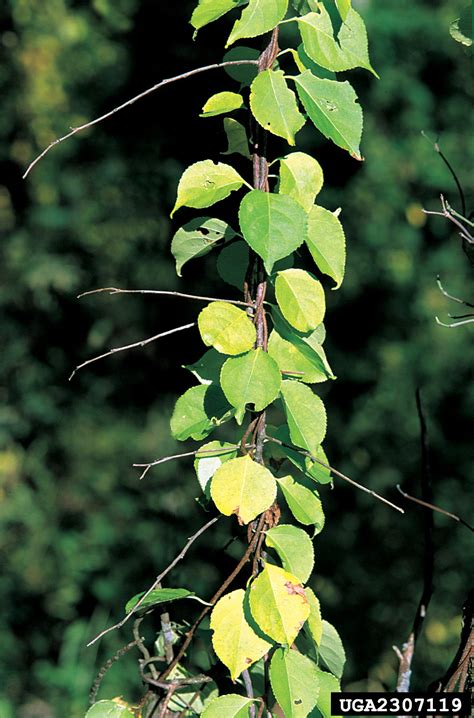 Bittersweet Vine Invasive