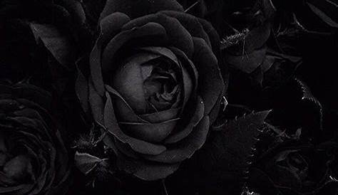 Black Aesthetic Rose Wallpapers - Top Free Black Aesthetic Rose