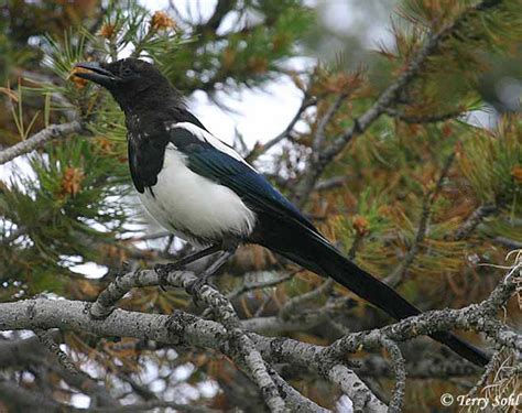 Blackbilled Magpie South Dakota Birds and Birding