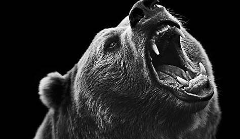 Black and White Photo Series of Animals | Brown bear, Animals black and