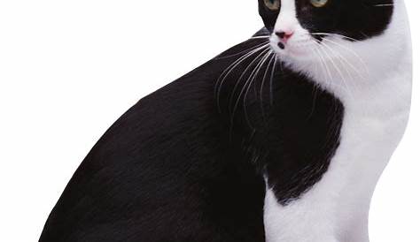 Download Black & White Cat PNG image with transparent background | Cats
