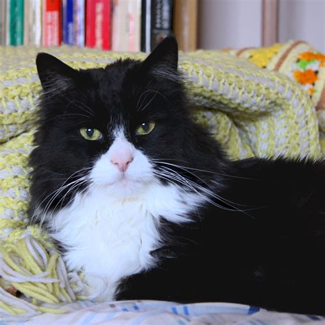 black-and-white-cat-tuxedo